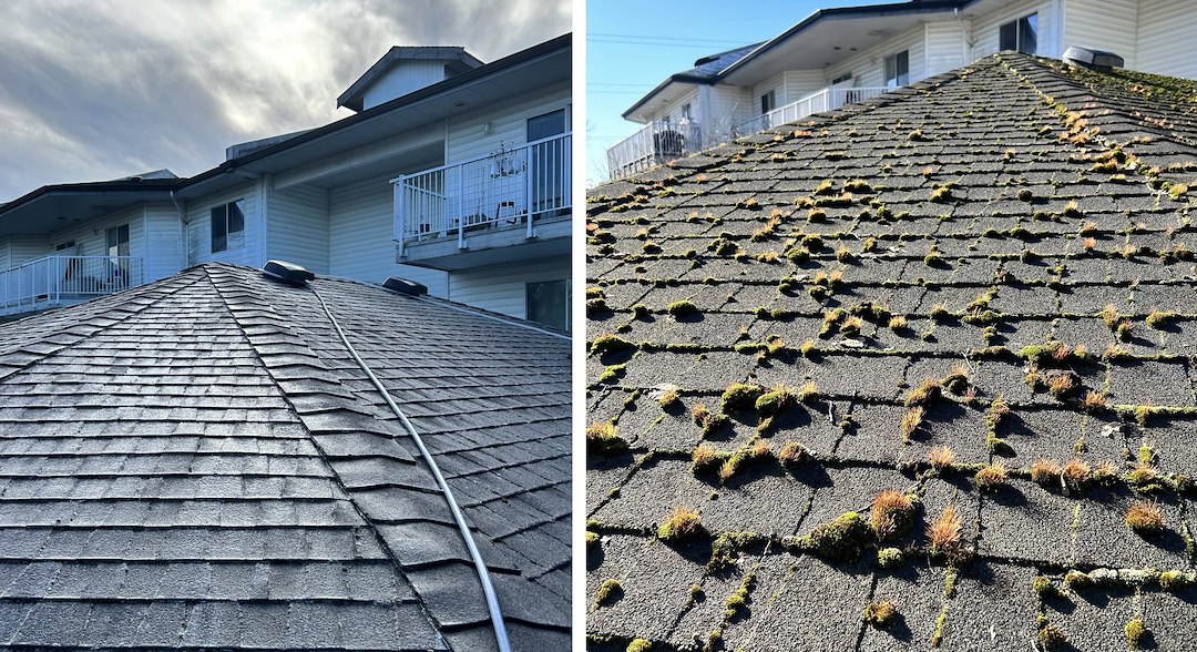 Quality Roof Cleaning - Soft Wash of Shingle Roof - Moss Removal - Richmond, BC